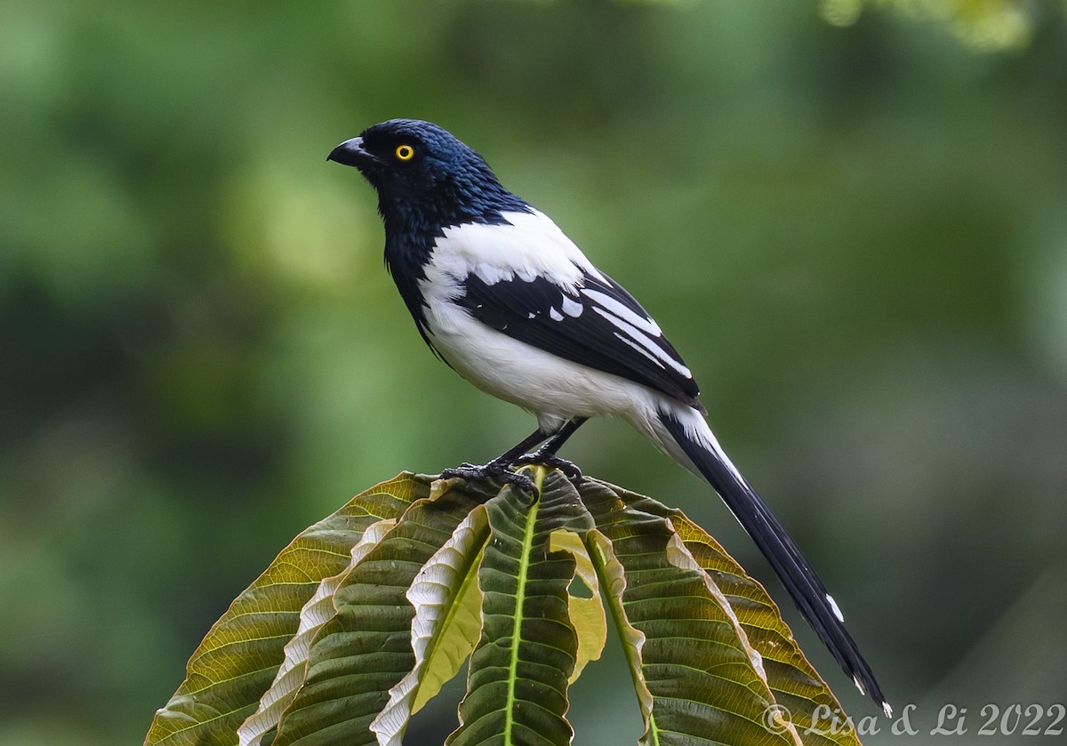 Magpie Tanager - ML434695571