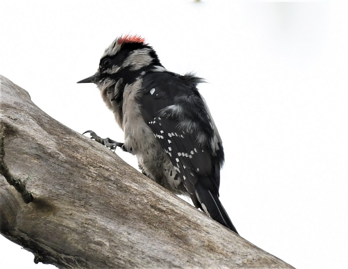 Downy Woodpecker - David True