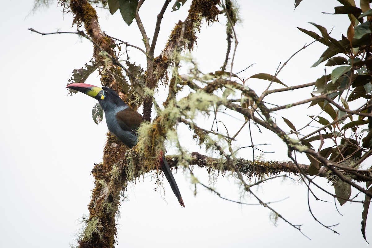 Gray-breasted Mountain-Toucan - ML434698341