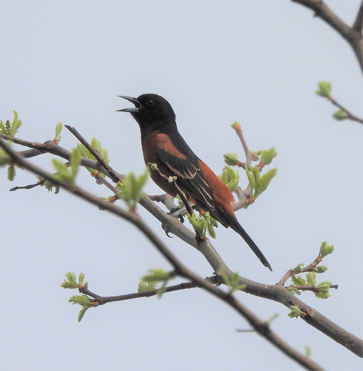 Orchard Oriole - ML434701311