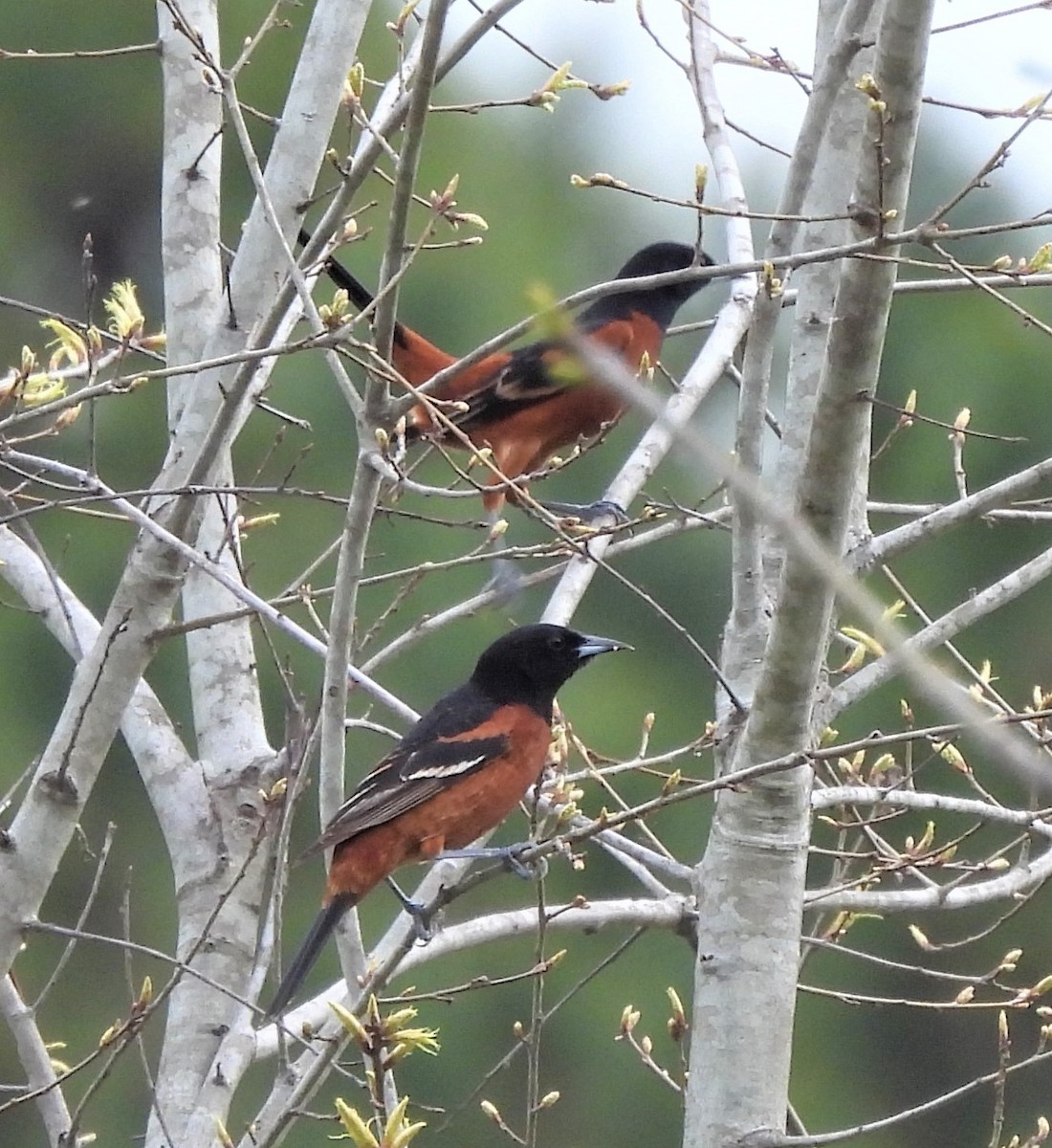 Orchard Oriole - ML434701421