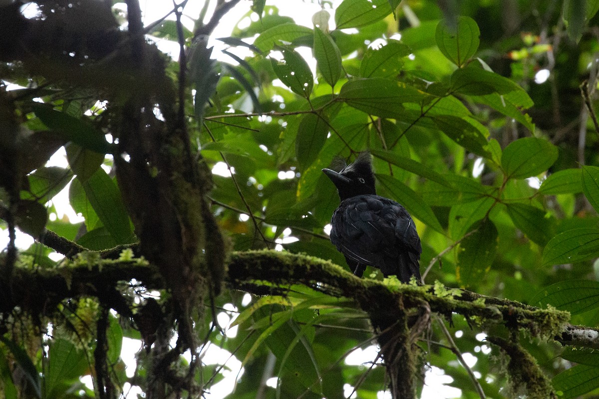 Amazonian Umbrellabird - Lukas Musher