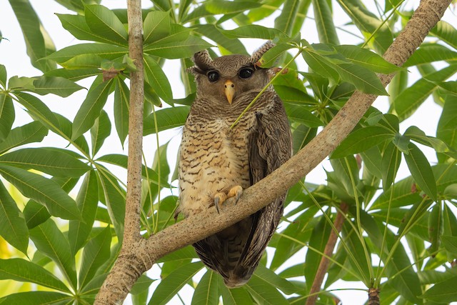 マレーワシミミズク Ebird