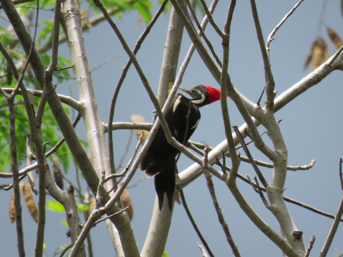 Lineated Woodpecker (Lineated) - Edward McKen
