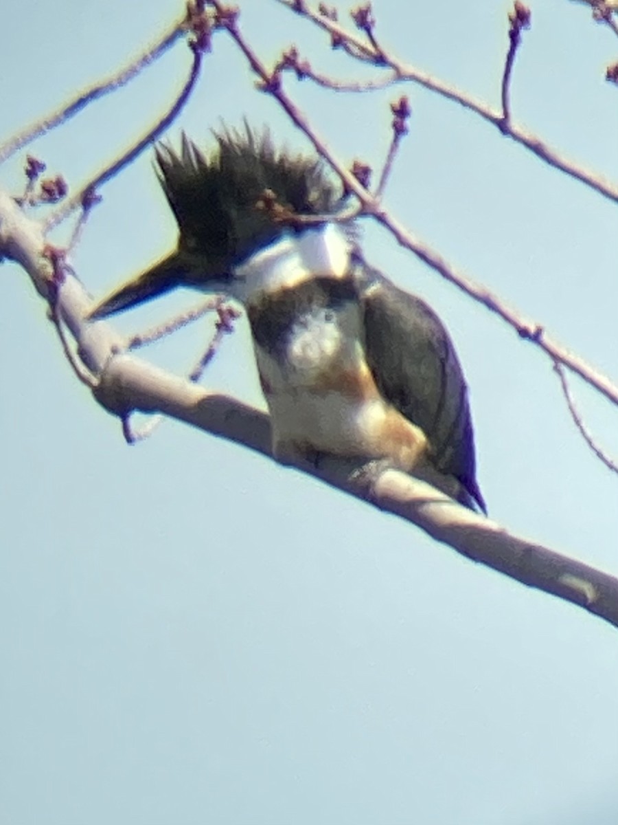 Belted Kingfisher - ML434715461