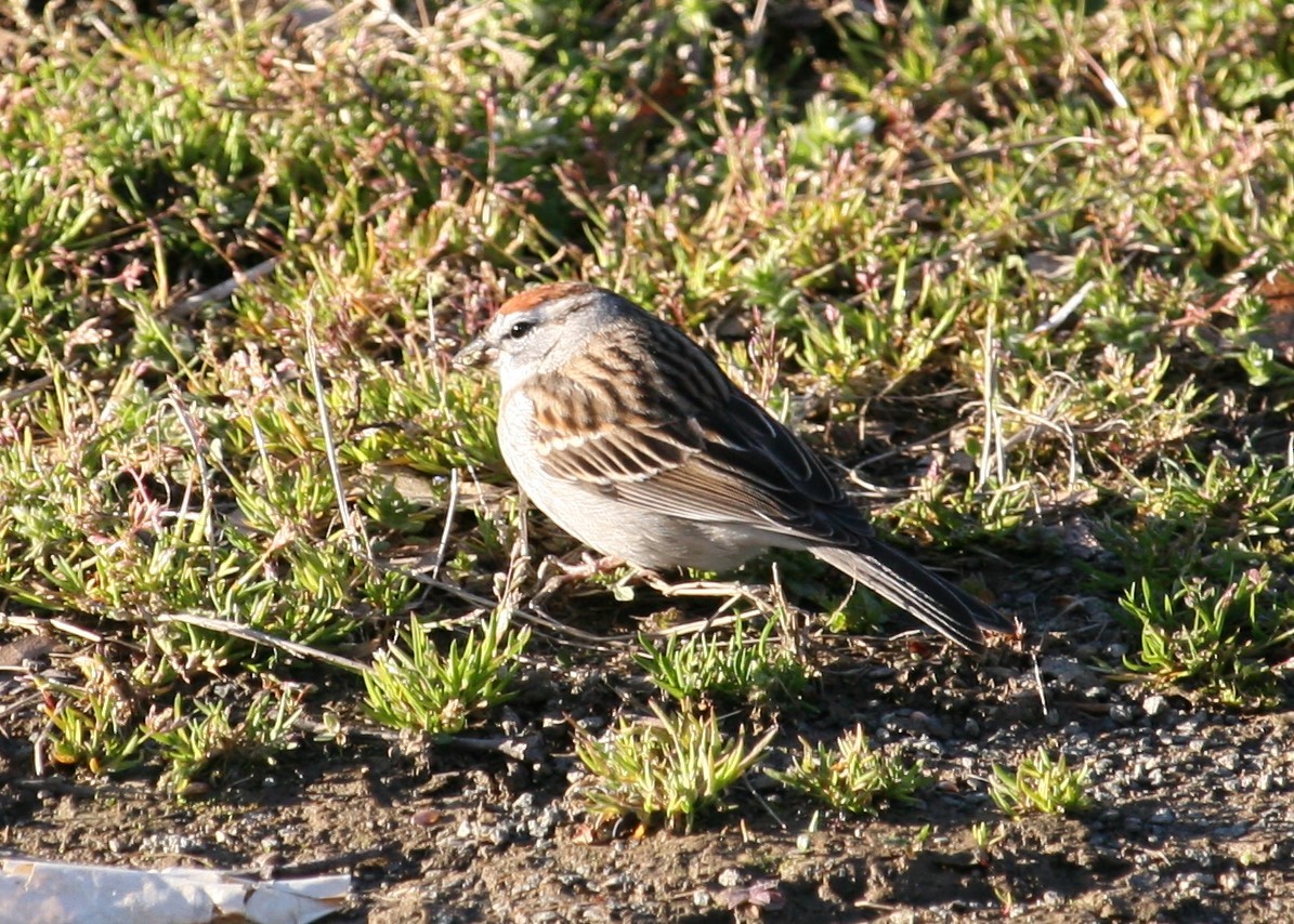 Chipping Sparrow - ML434719321