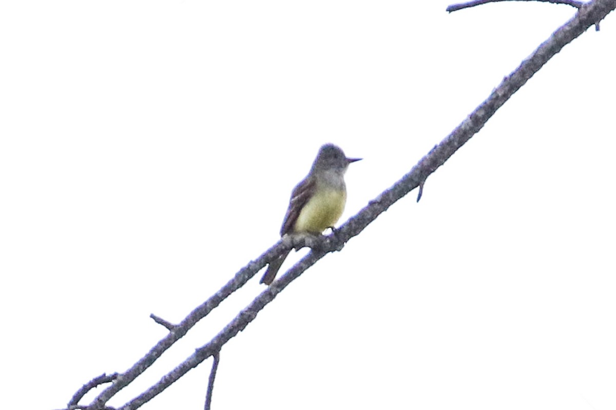 Great Crested Flycatcher - ML434720471