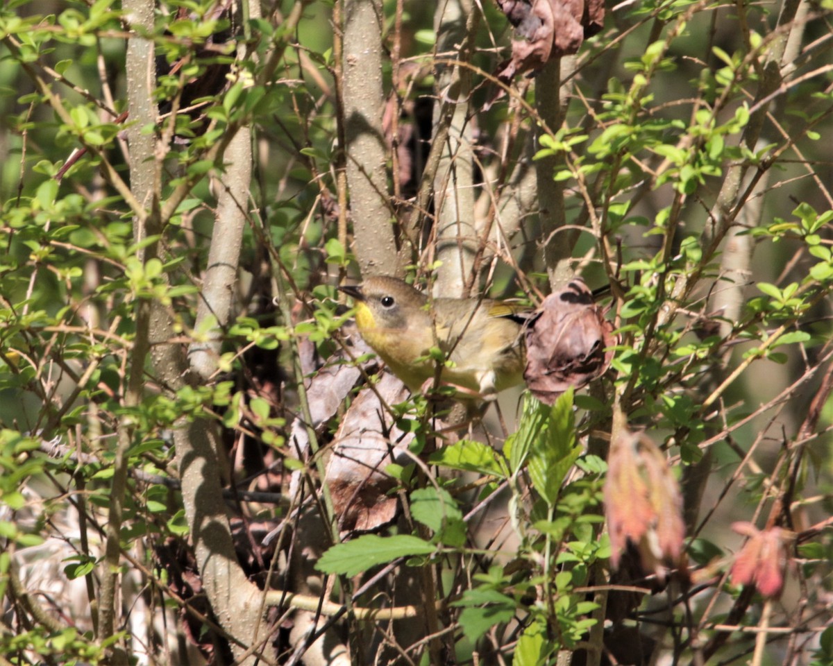 Common Yellowthroat - Rick Kittinger