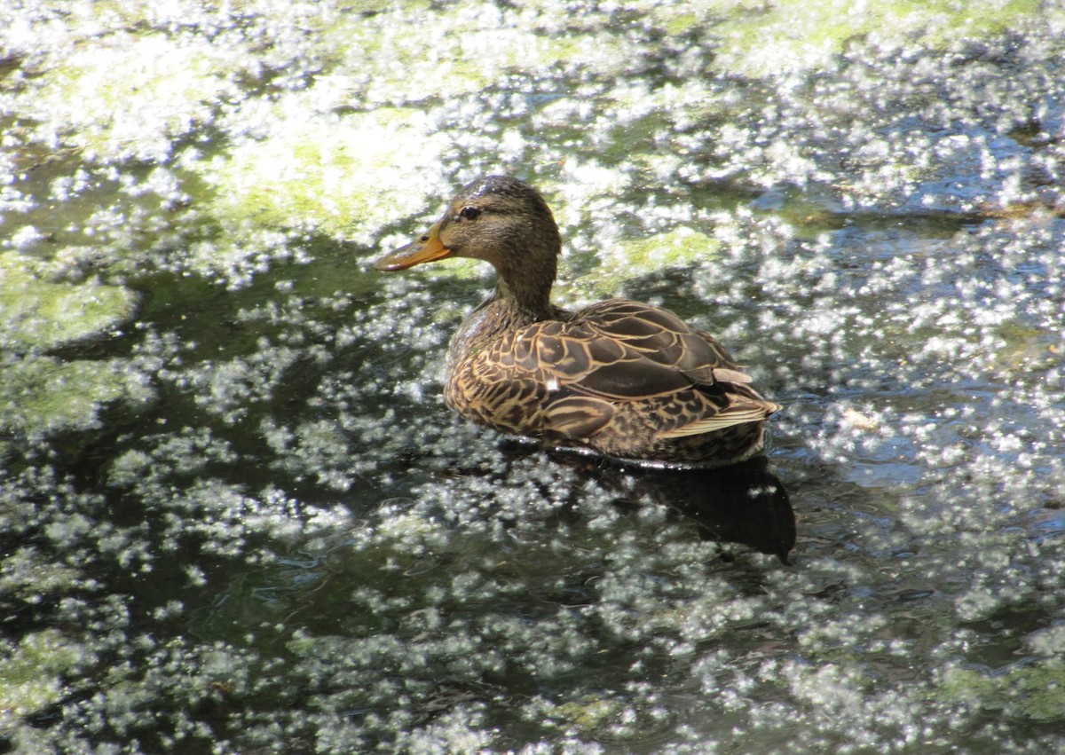 Mexican Duck - ML434726031