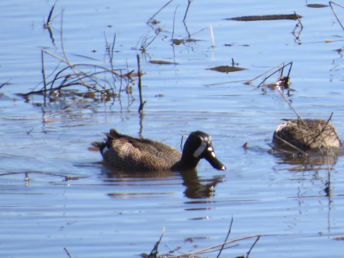 Blue-winged Teal - ML434730491