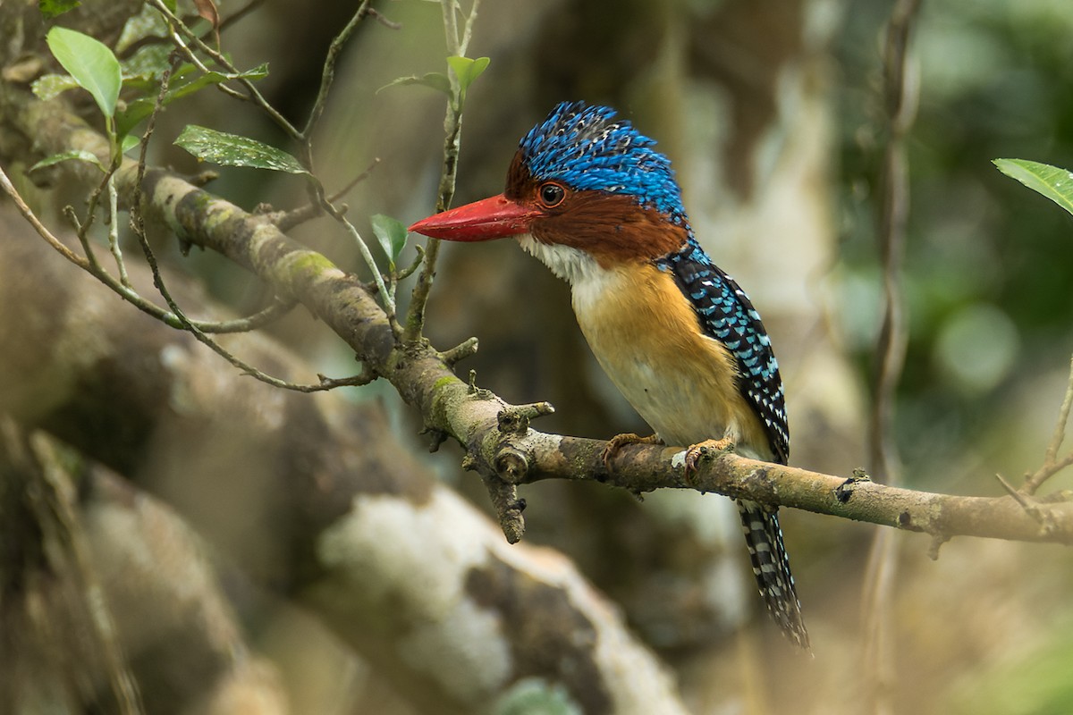 Banded Kingfisher (Banded) - ML434735301