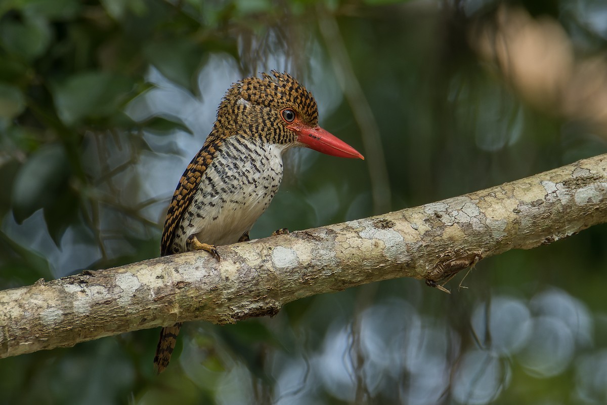 Banded Kingfisher (Banded) - ML434735311