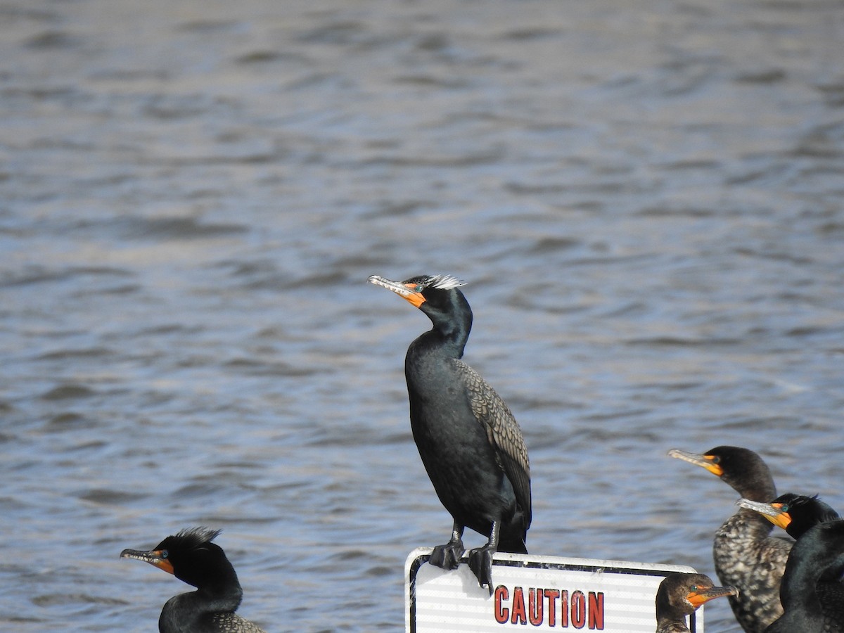 Double-crested Cormorant - T B