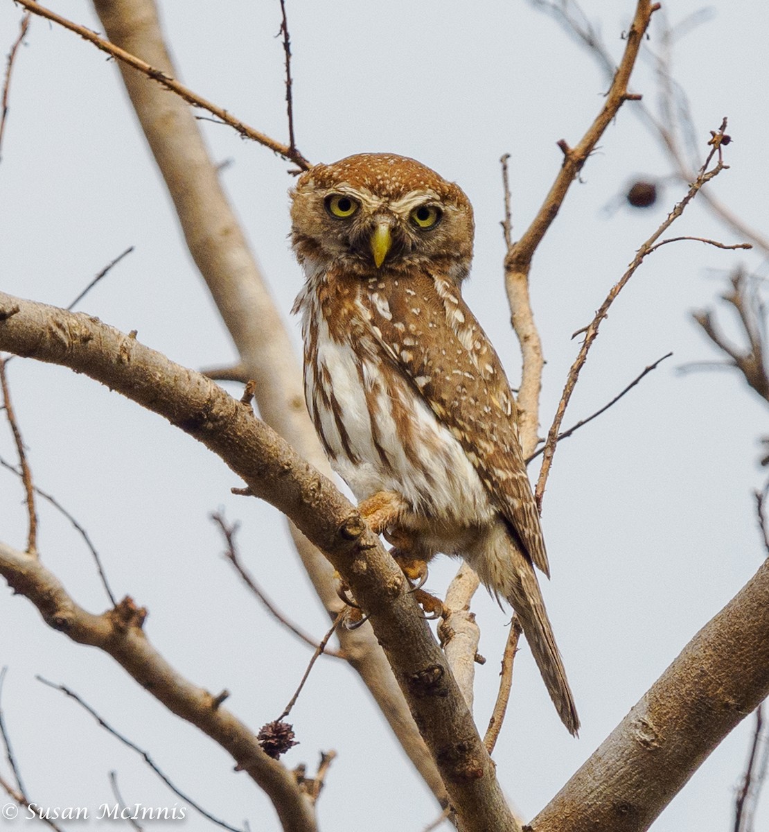 Pearl-spotted Owlet - ML434738101
