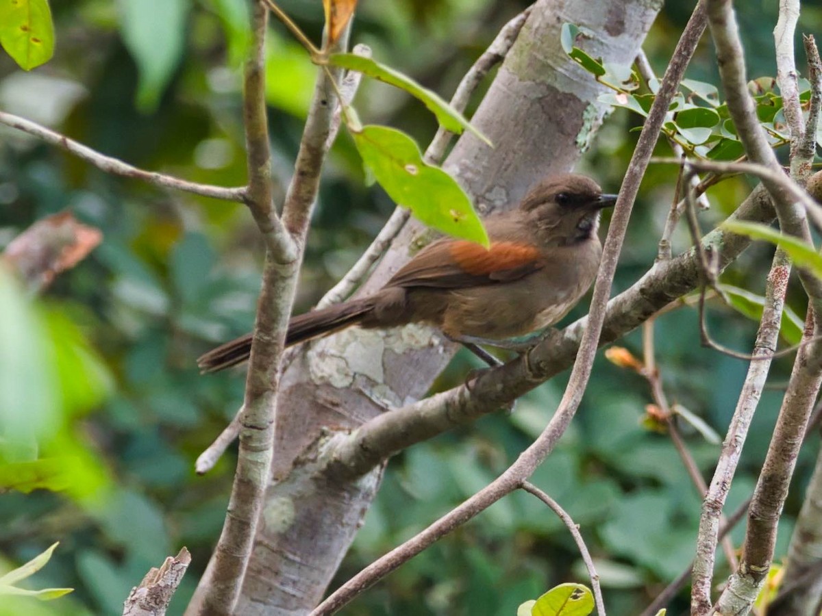 Red-shouldered Spinetail - ML434740481