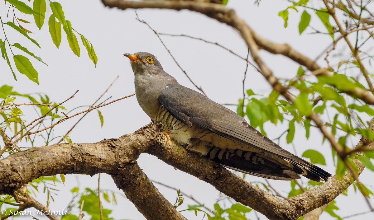 African Cuckoo - ML434740861