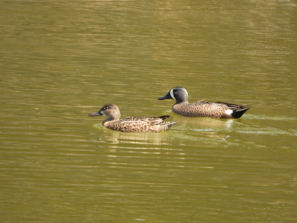 Blue-winged Teal - Andrea Aguilar