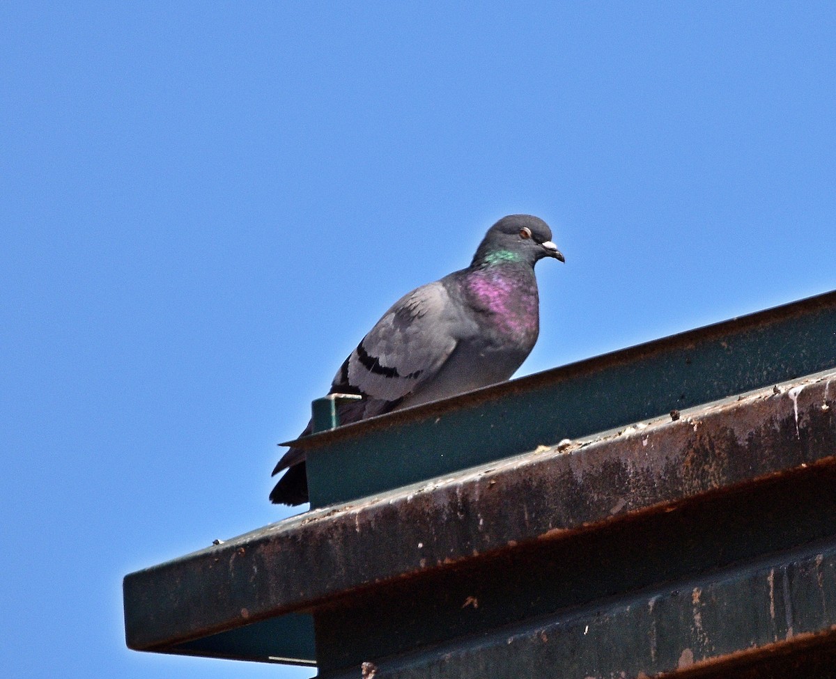 Rock Pigeon (Feral Pigeon) - ML434748521