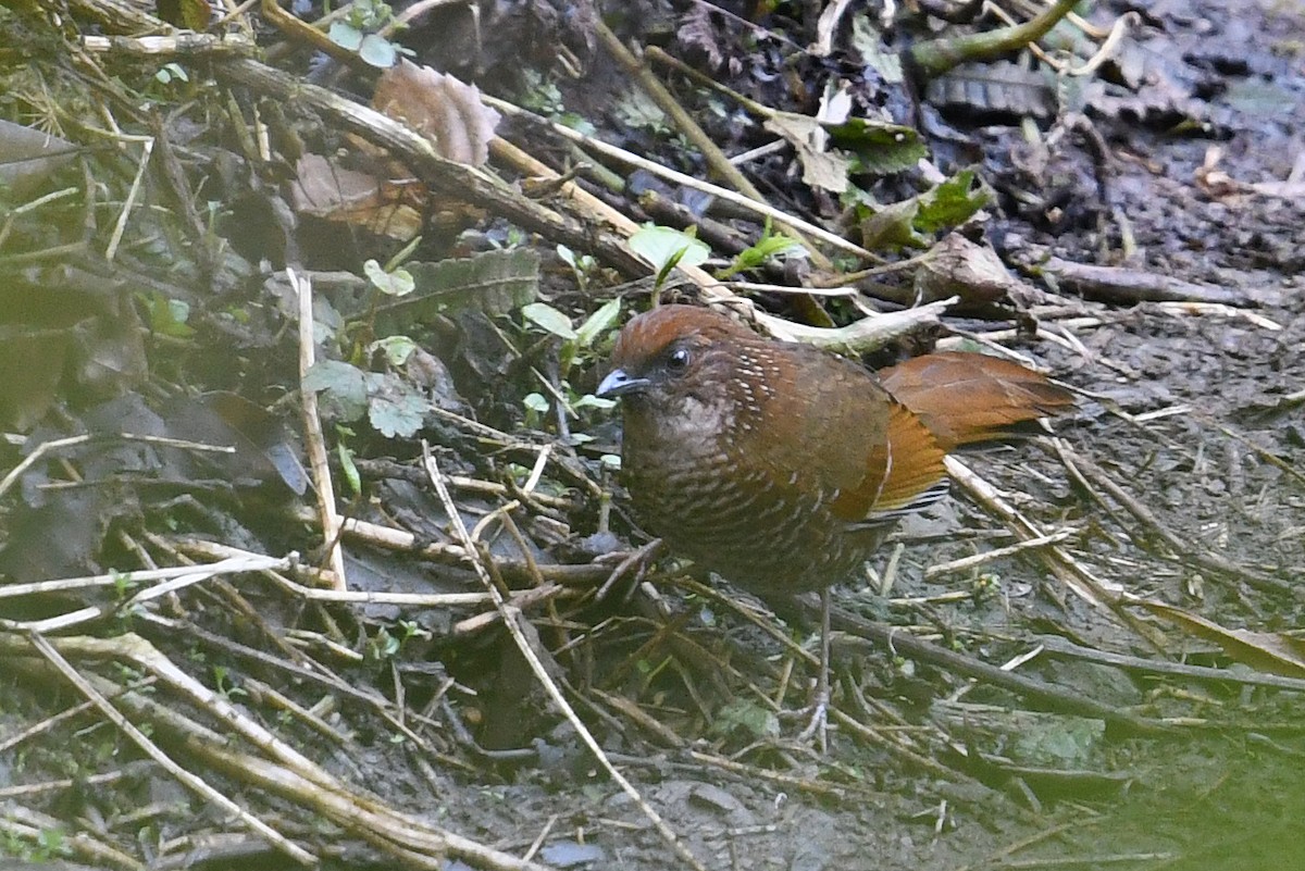 Brown-capped Laughingthrush - ML434751201