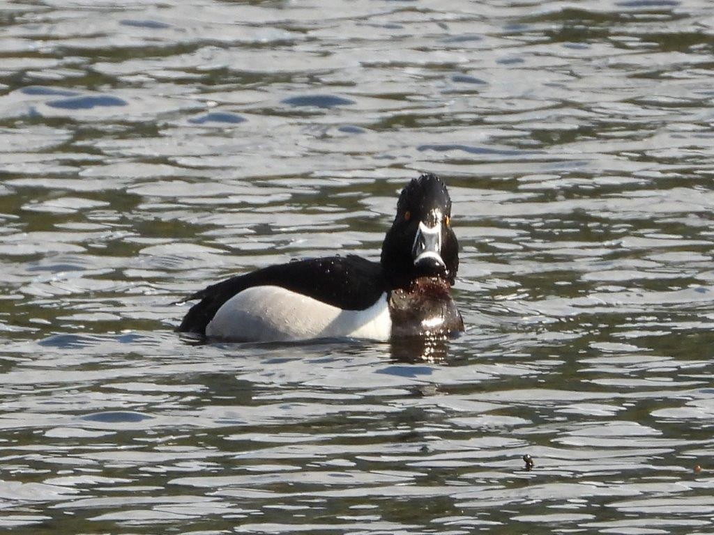 Ring-necked Duck - ML434763271