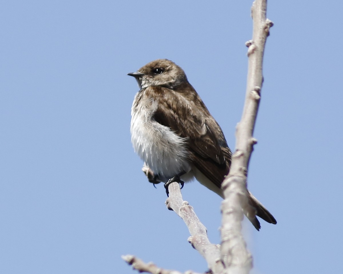 Northern Rough-winged Swallow - ML434771481