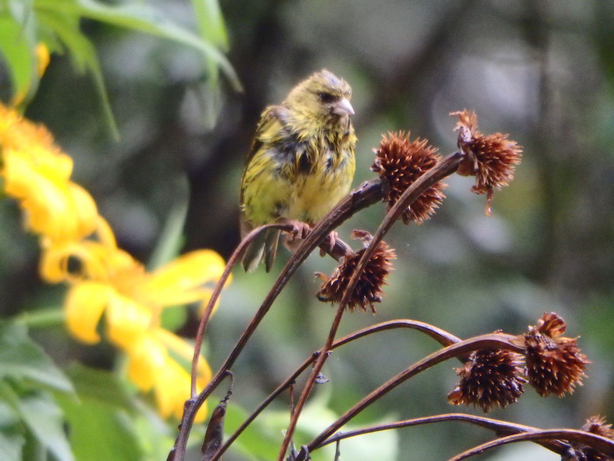Yellow-fronted Canary - ML43477591