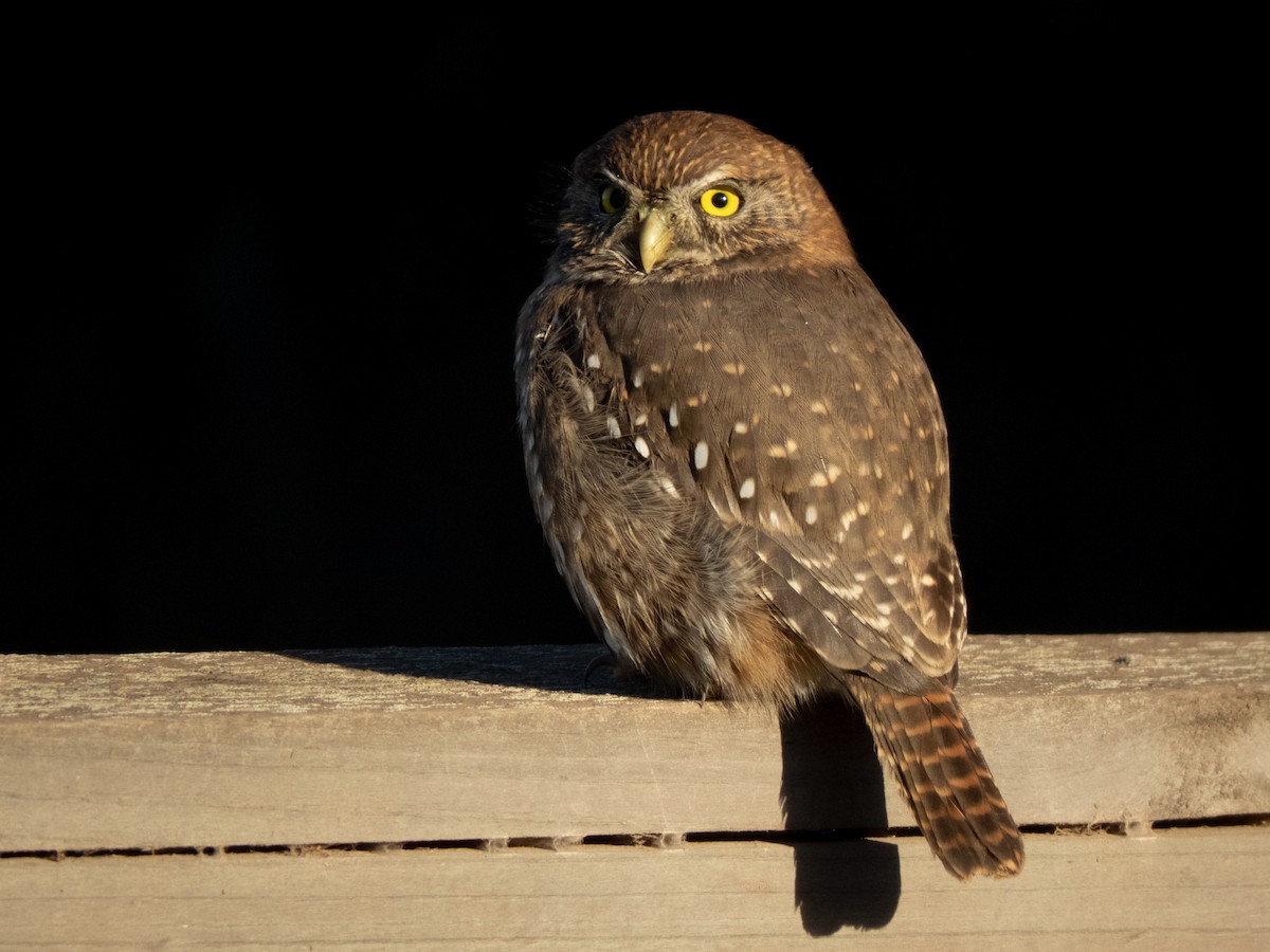 Austral Pygmy-Owl - ML434776091
