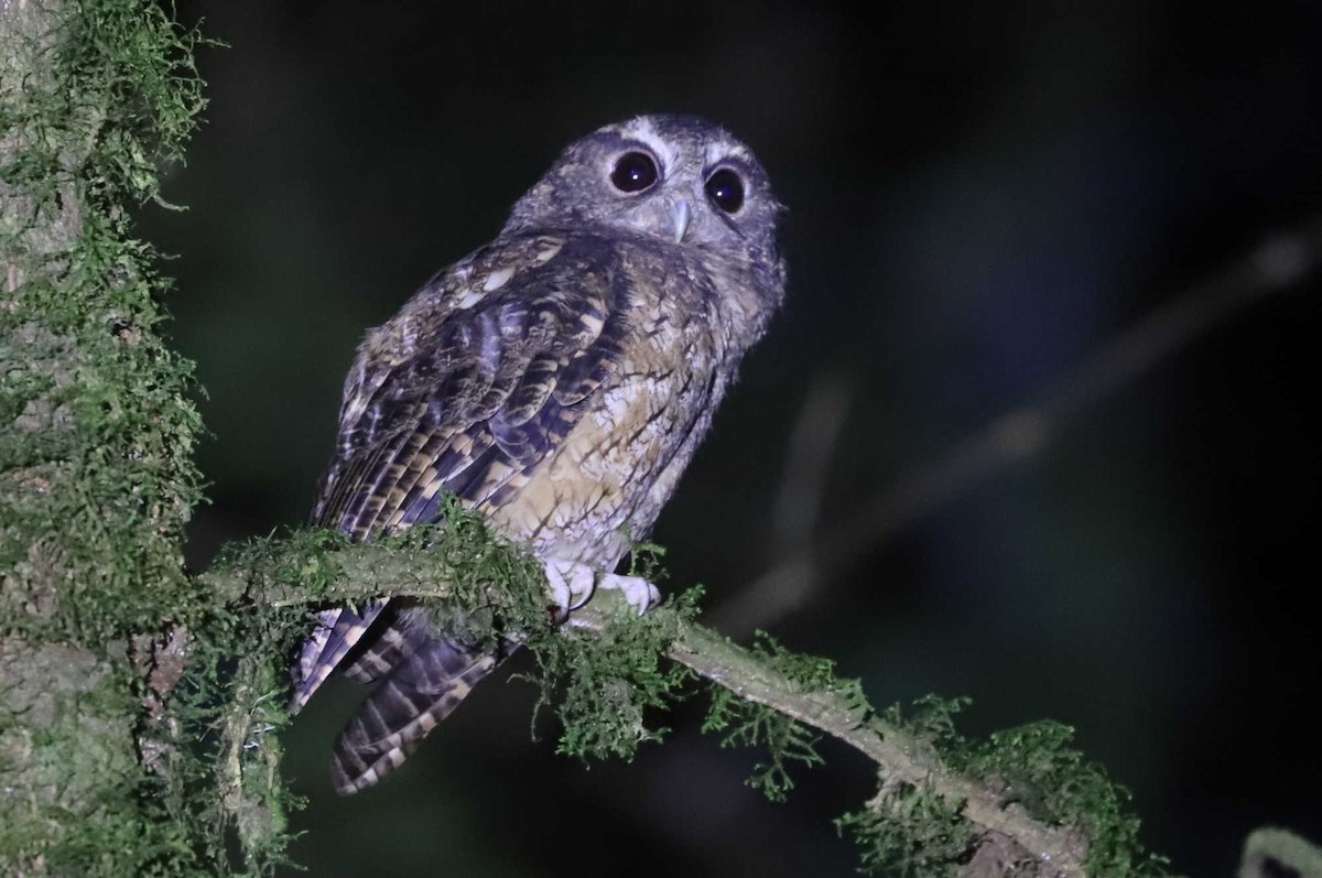 Rufescent Screech-Owl - William Hull