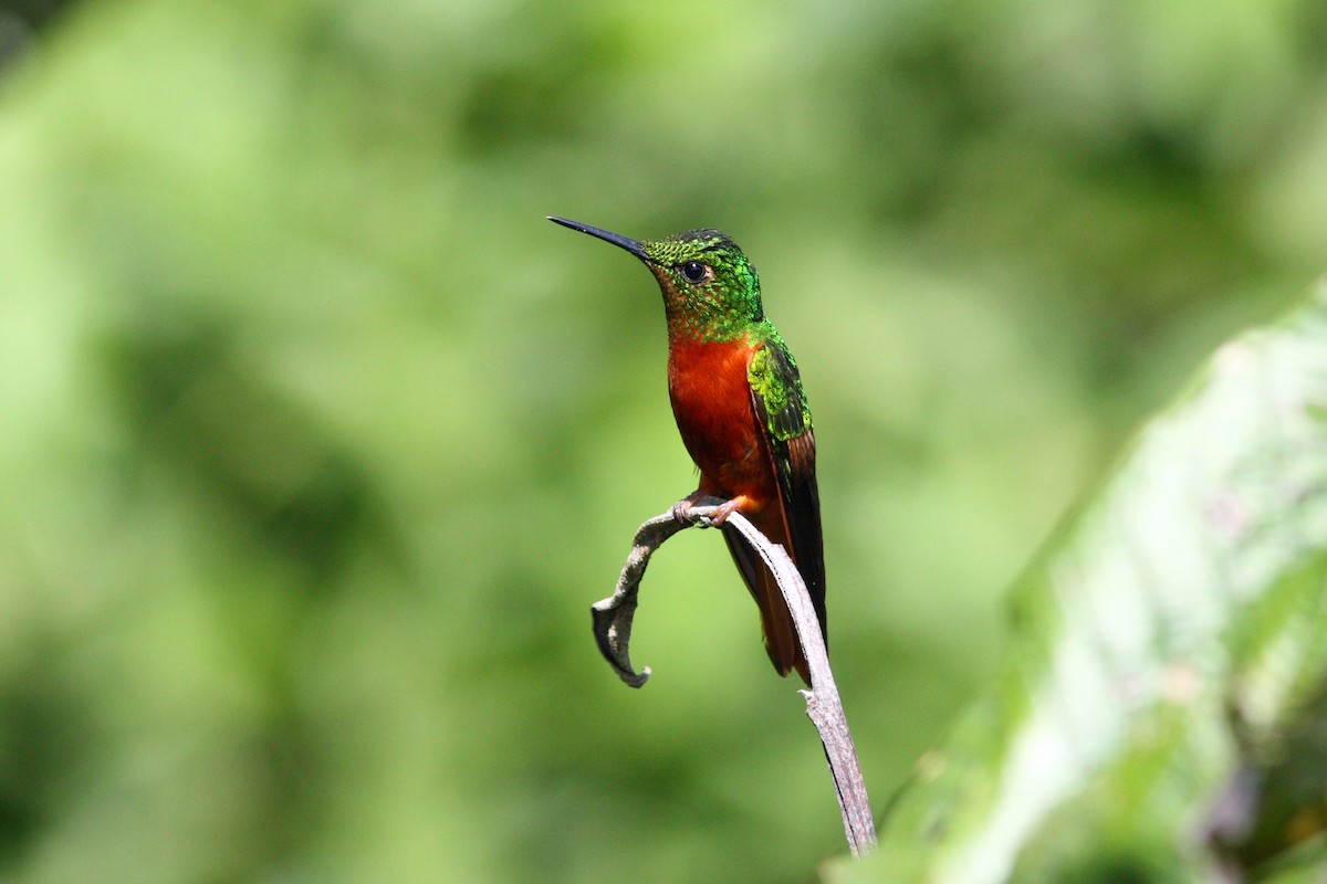 kolibřík peruánský - ML43478201