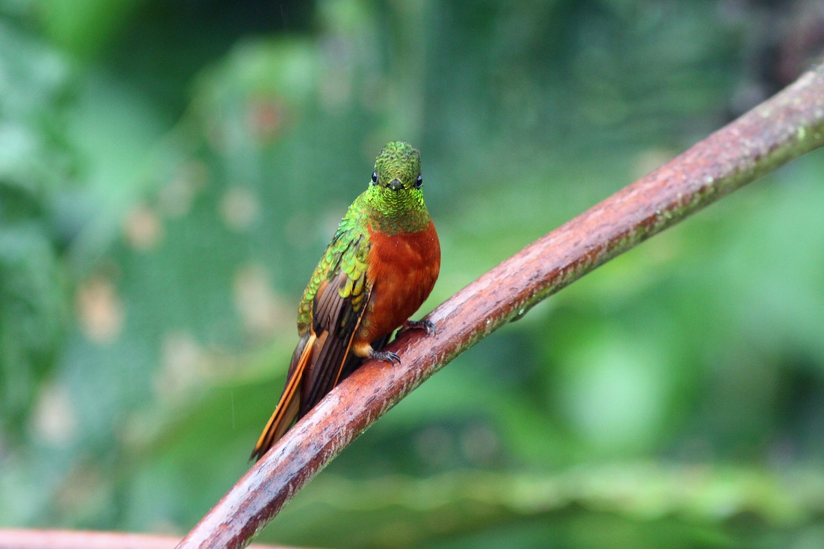 kolibřík peruánský - ML43478211
