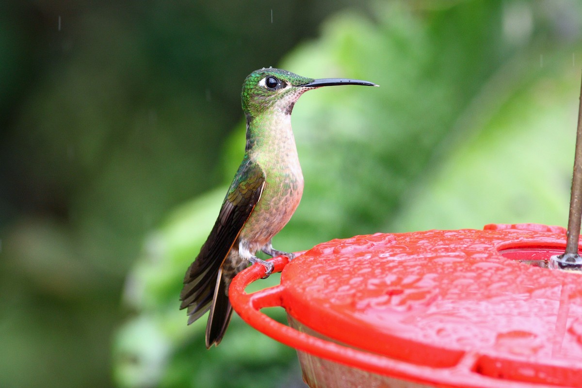 kolibřík hnědobřichý - ML43478261