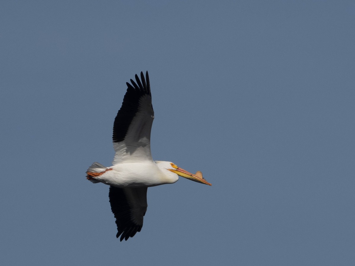 American White Pelican - Len Sander