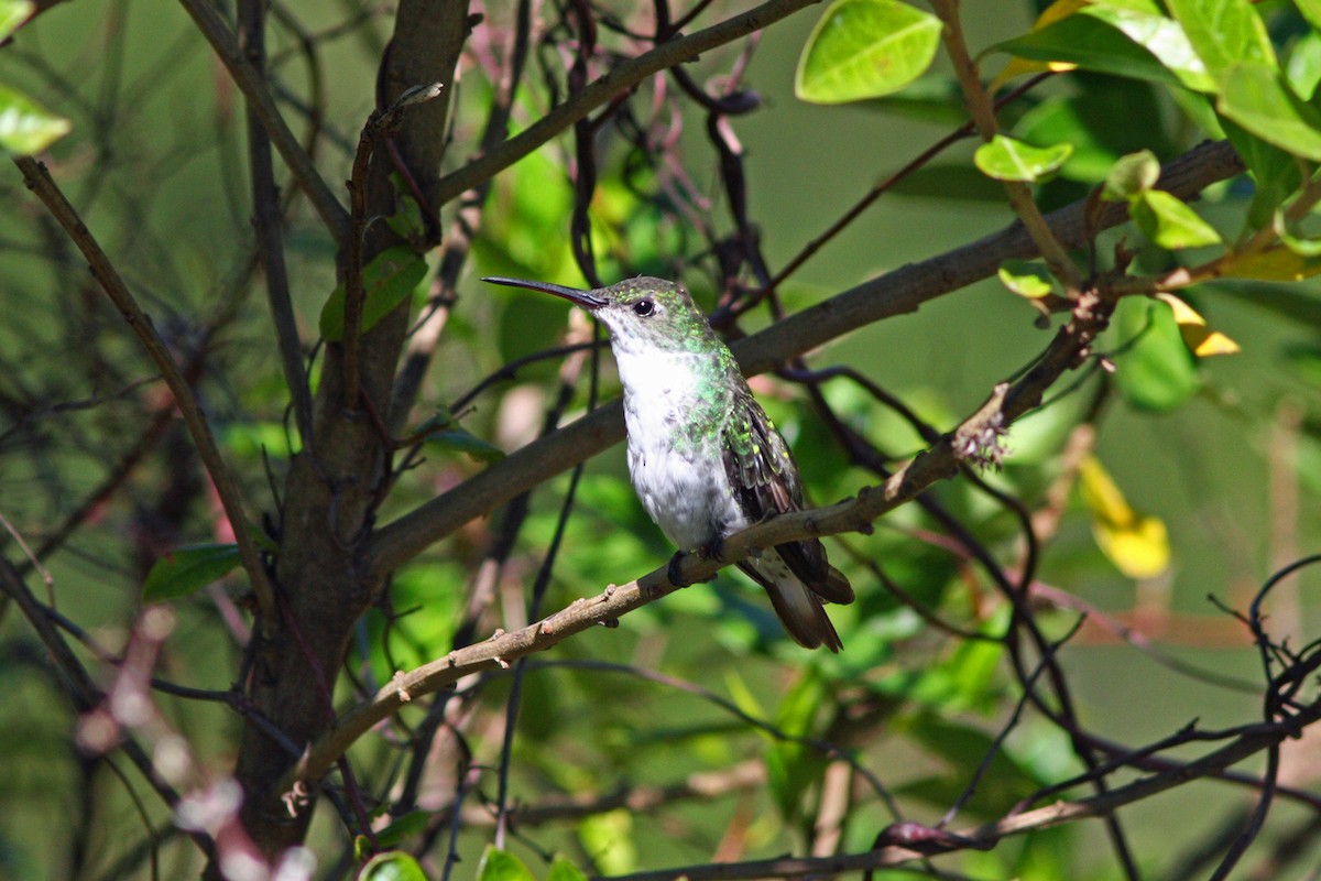 White-bellied Hummingbird - David Disher