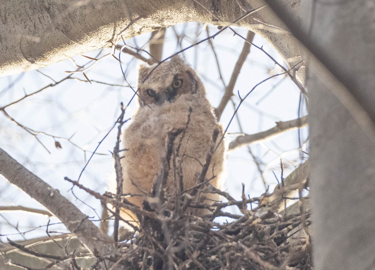 Great Horned Owl - ML434794101