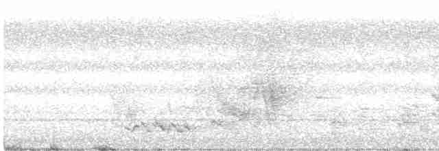 Белохвостый райский зимородок - ML434796351