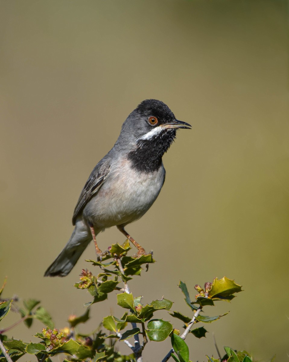 Rüppell's Warbler - Christos Christodoulou
