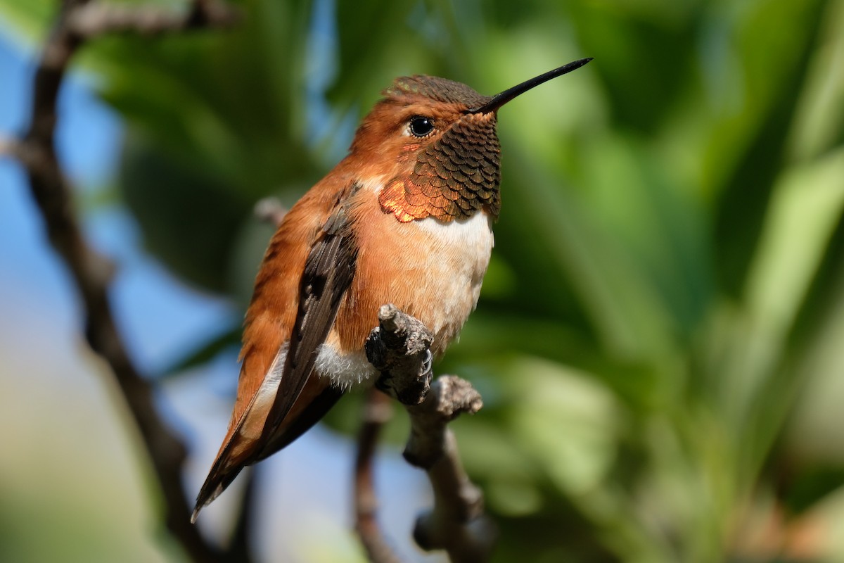 Rufous Hummingbird - ML434800131