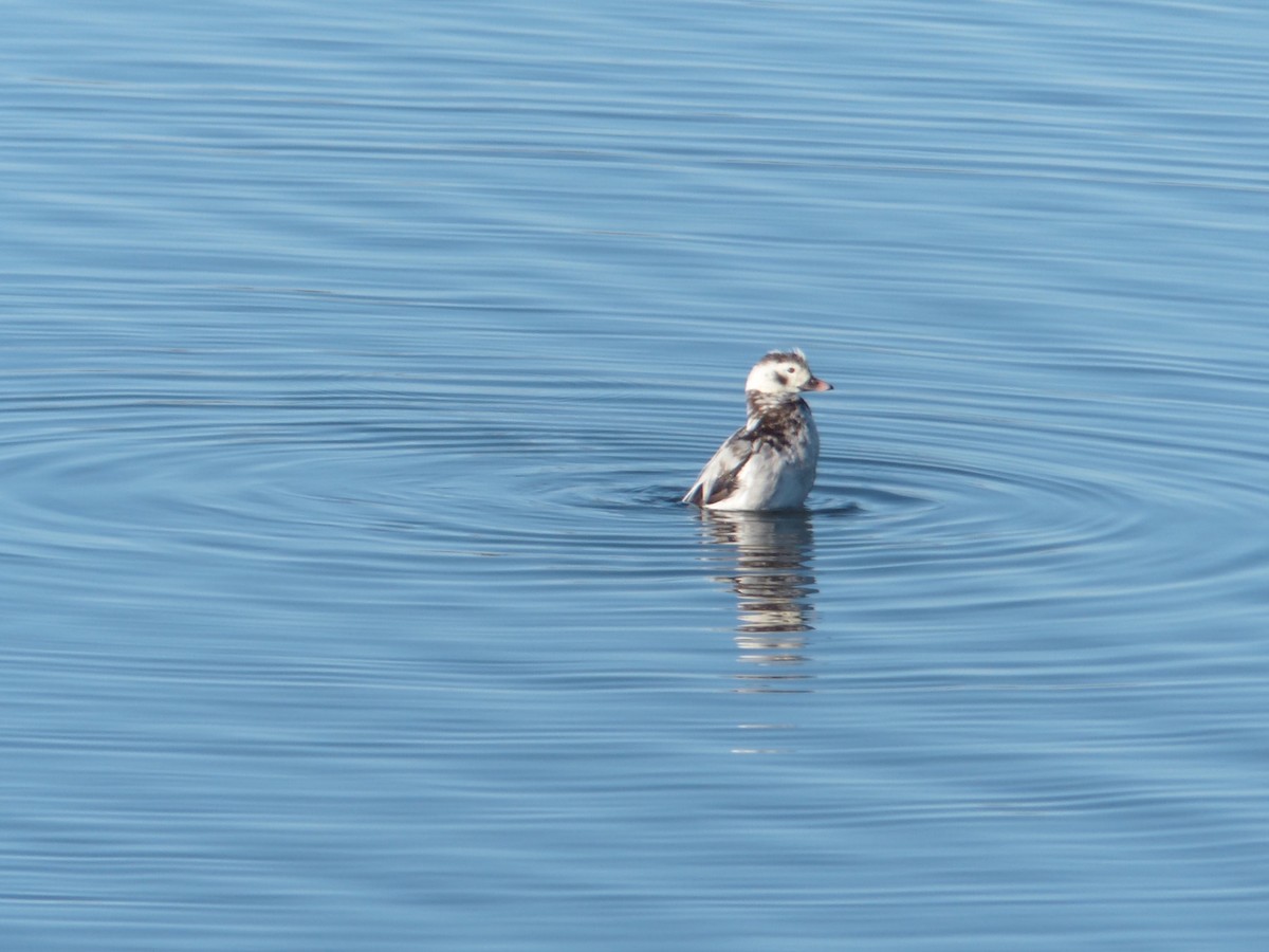 Long-tailed Duck - ML43480051