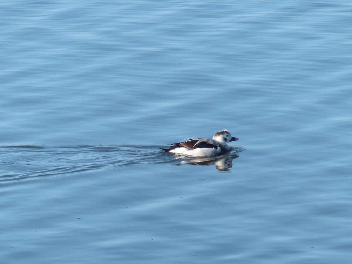 Long-tailed Duck - ML43480081