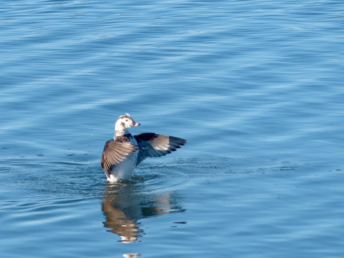 Long-tailed Duck - ML43480101