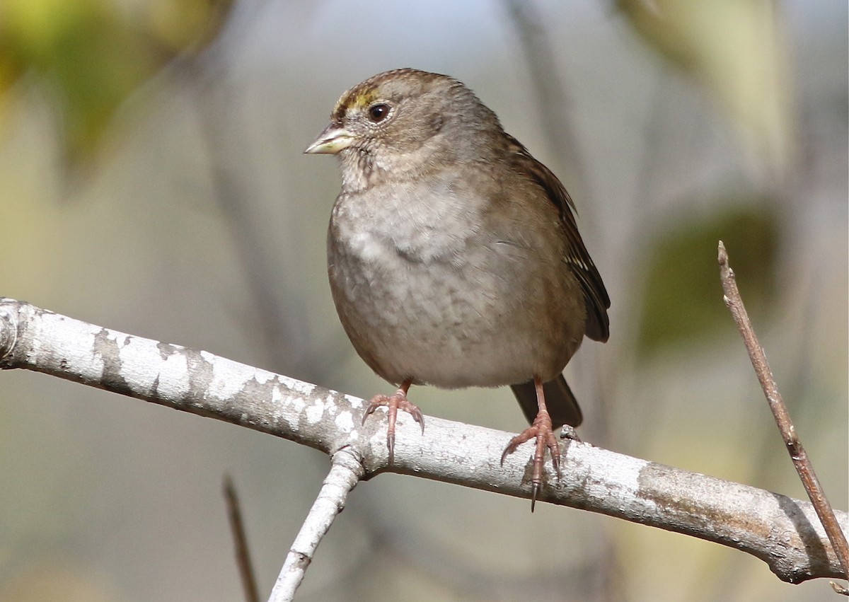 Golden-crowned Sparrow - ML43480371