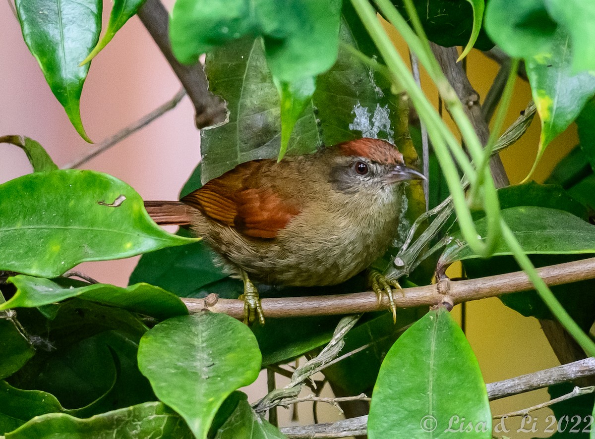 Ash-browed Spinetail - ML434804101