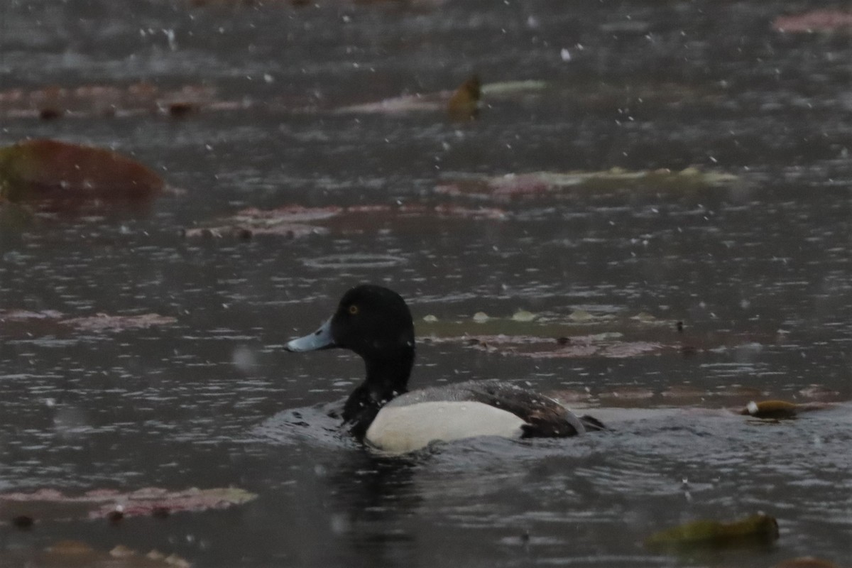 Greater Scaup - ML434808691