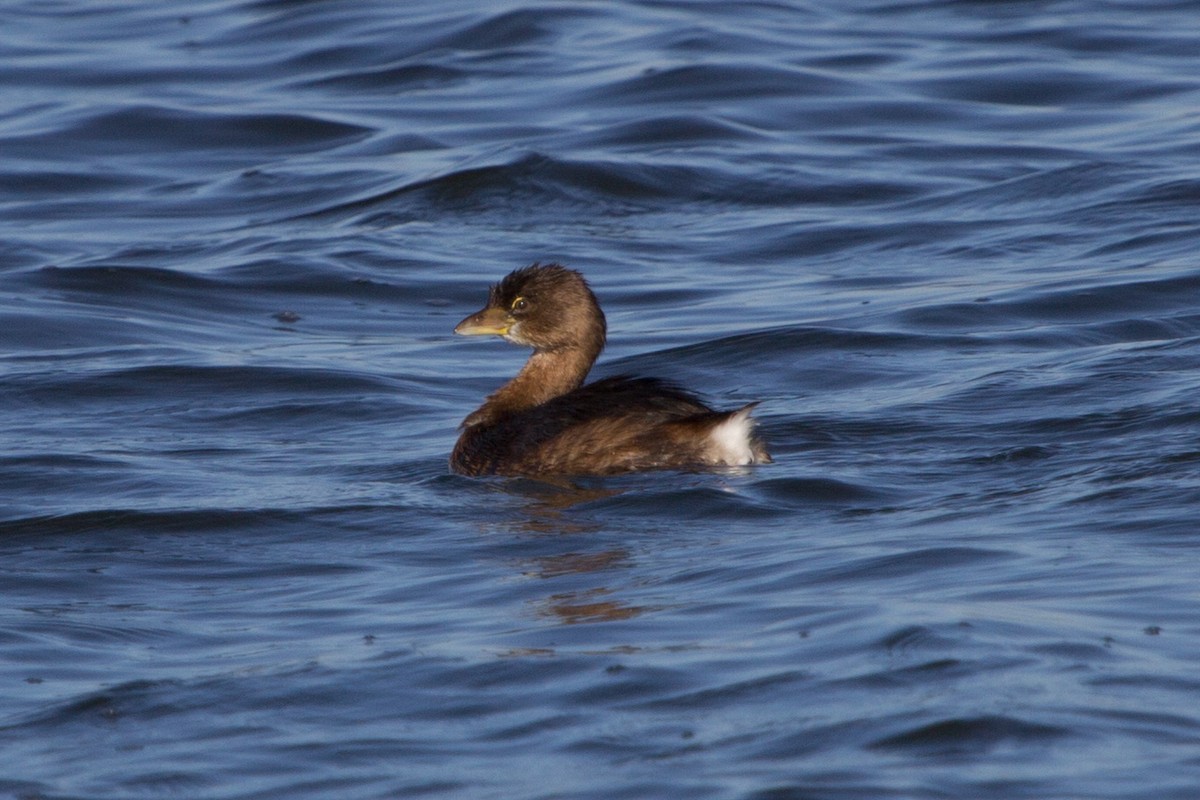 Pied-billed Grebe - Lindy Fung