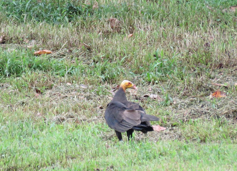 Lesser Yellow-headed Vulture - ML43482291