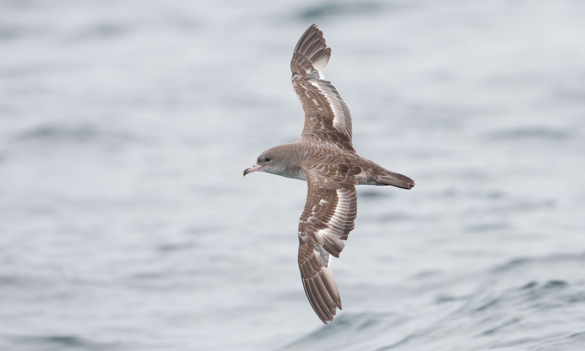 Pink-footed Shearwater - ML434824691