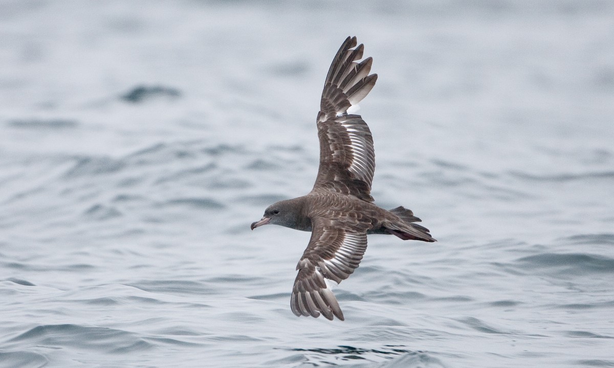 Pink-footed Shearwater - ML434825841