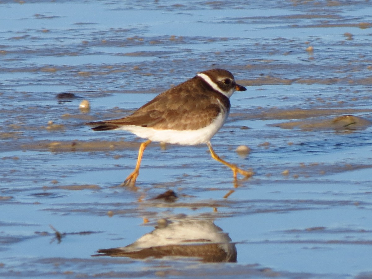 Semipalmated Plover - Brian Ahern