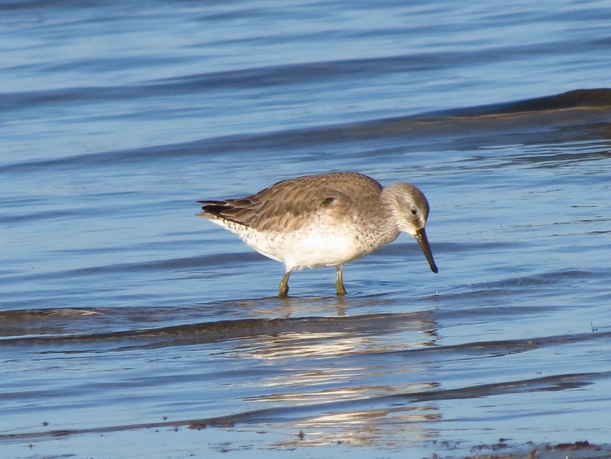 Red Knot - ML43482671