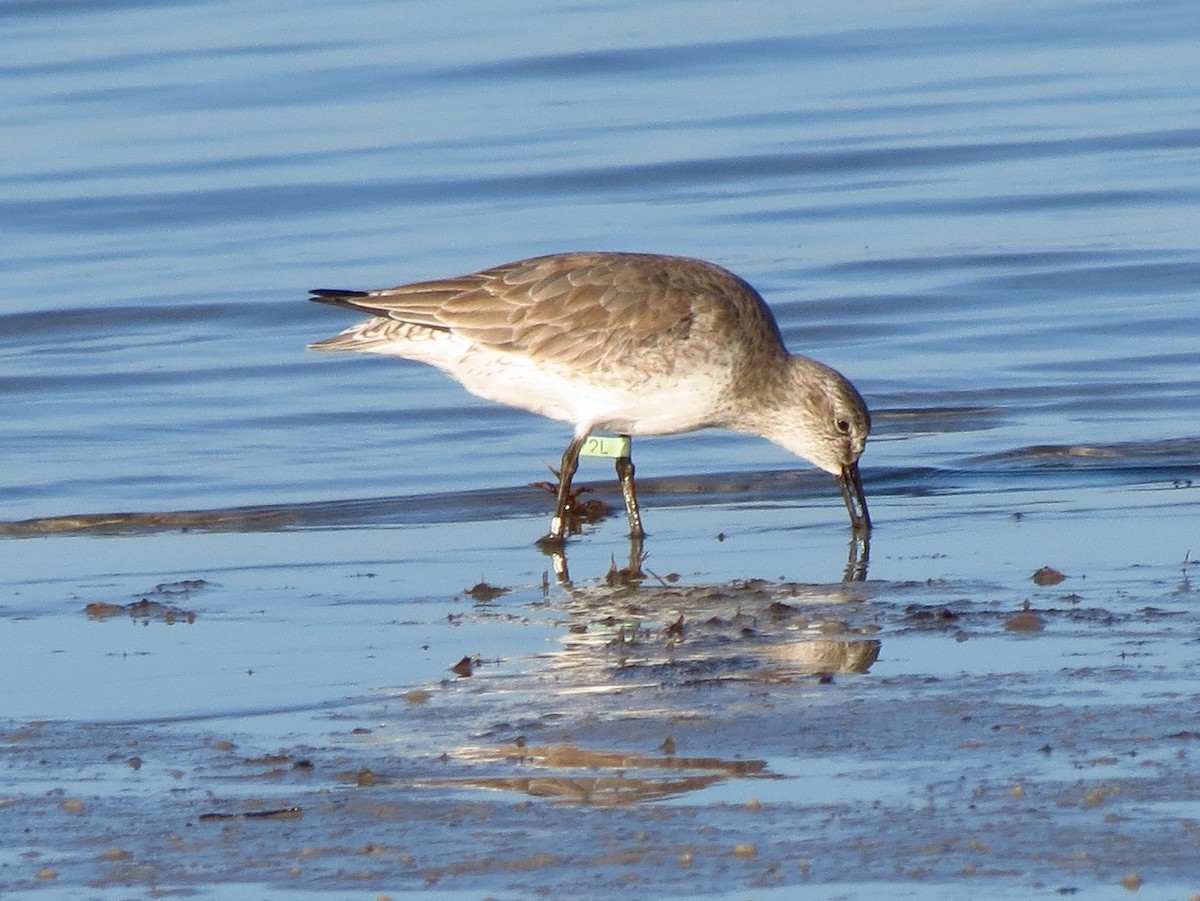 Red Knot - ML43482681